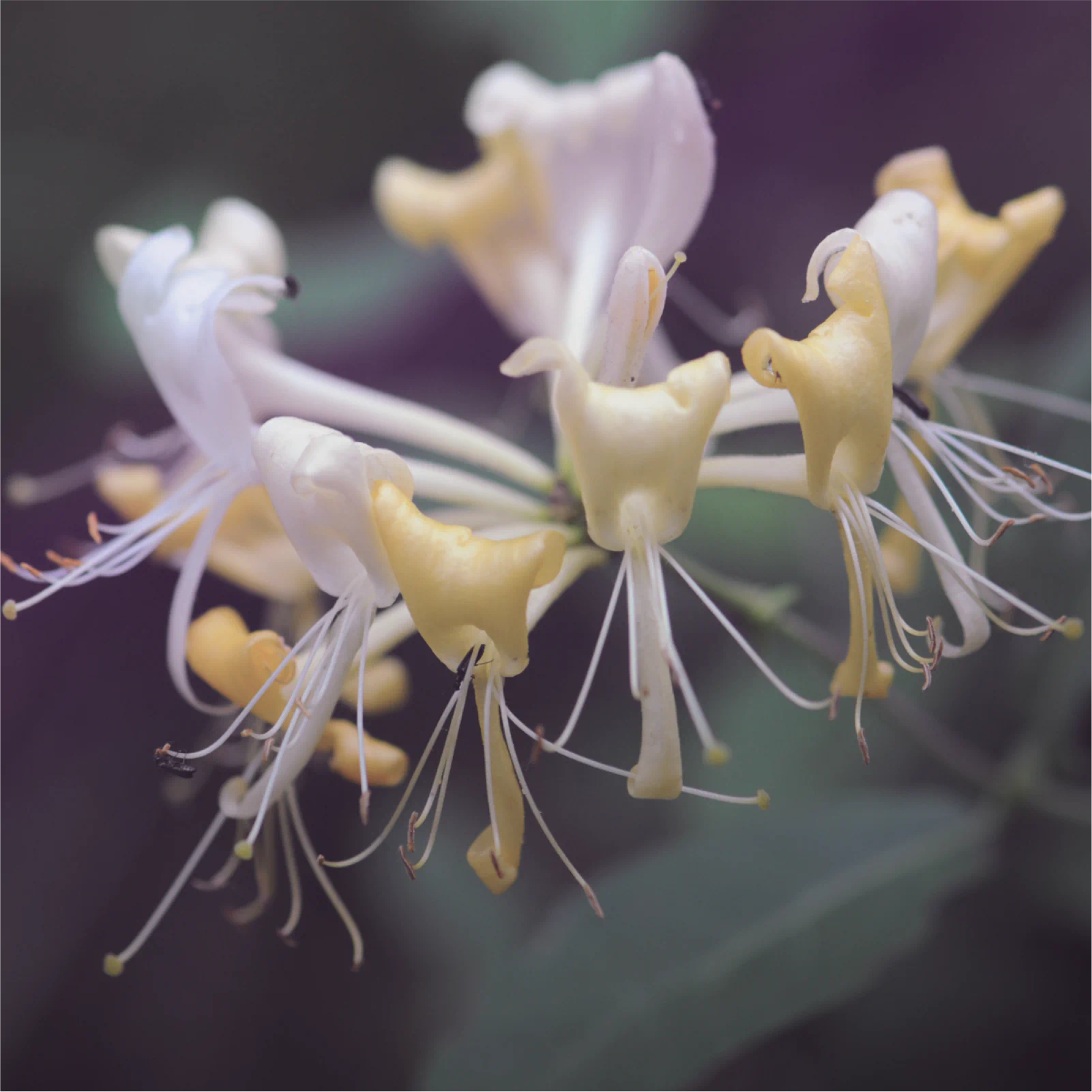 Toner - Lonicera Japonica Extract